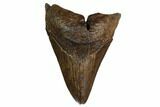 Fossil Megalodon Tooth - Georgia #158742-1